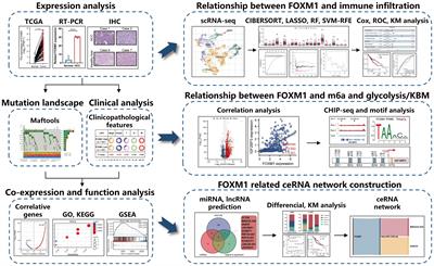 Comprehensive analysis of FOXM1 immune infiltrates, m6a, glycolysis and ceRNA network in human hepatocellular carcinoma